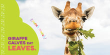 Load image into Gallery viewer, Board Book Hello Baby Giraffe