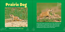 Load image into Gallery viewer, Board Book Prairie Mamas & Babies