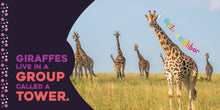 Load image into Gallery viewer, Board Book Hello Baby Giraffe